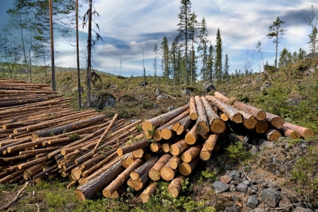 ťažba dreva na Slovensku